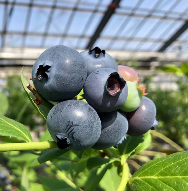 IRAGOブルーベリー – 小さな一粒からはじける笑顔に！！